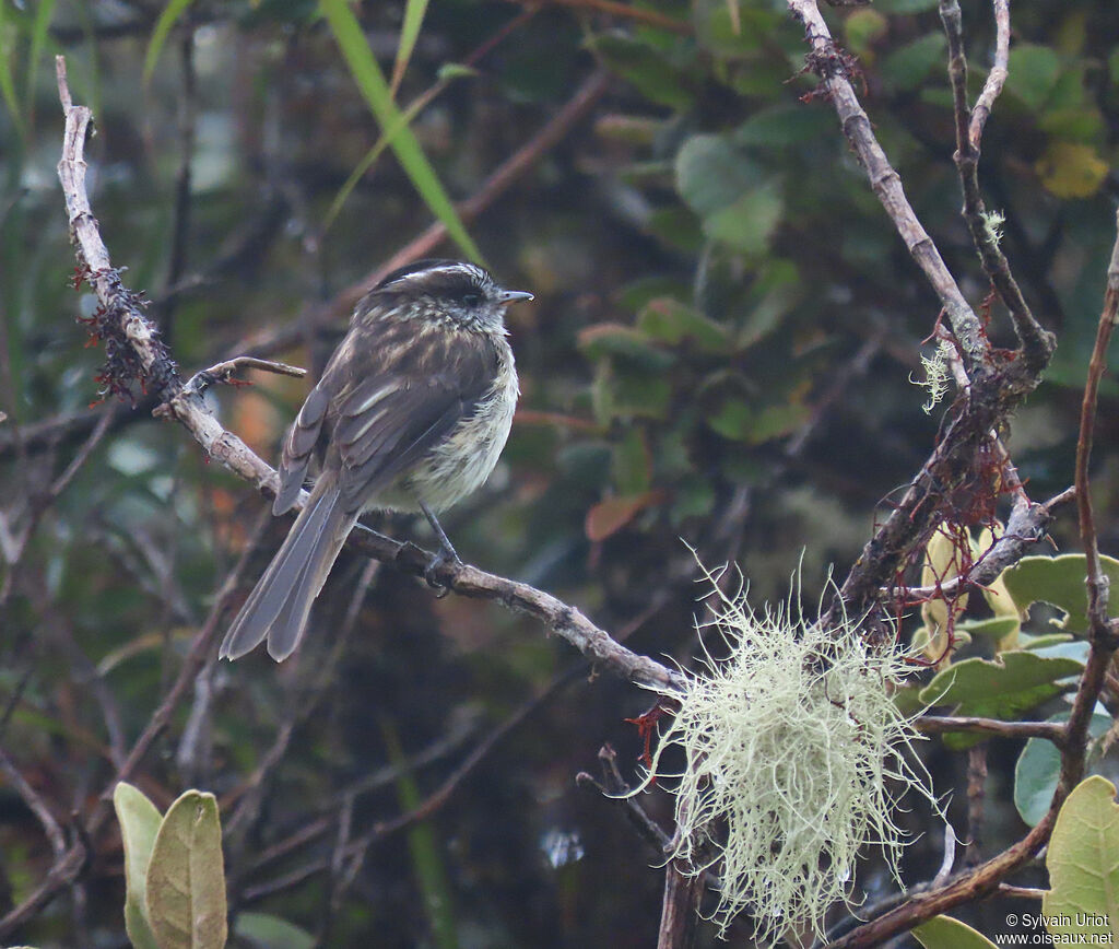 Agile Tit-Tyrantadult