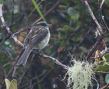 Agile Tit-Tyrant