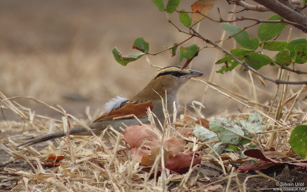 Brown-crowned Tchagraadult