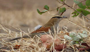 Brown-crowned Tchagra