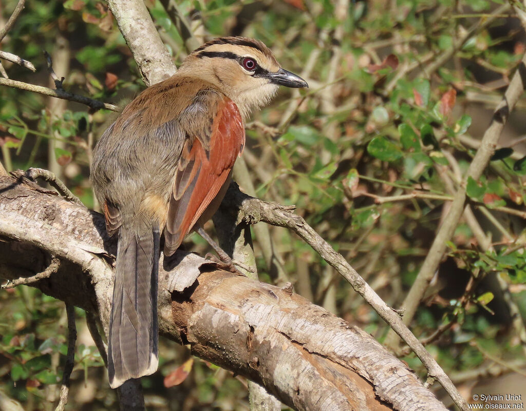 Brown-crowned Tchagraadult