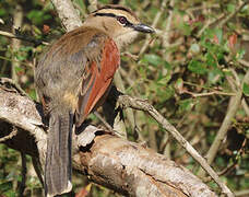 Brown-crowned Tchagra