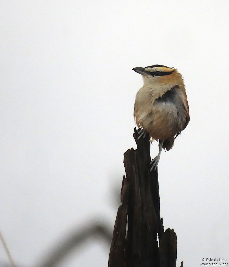 Black-crowned Tchagraadult