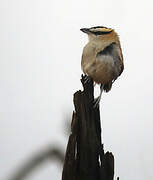 Black-crowned Tchagra