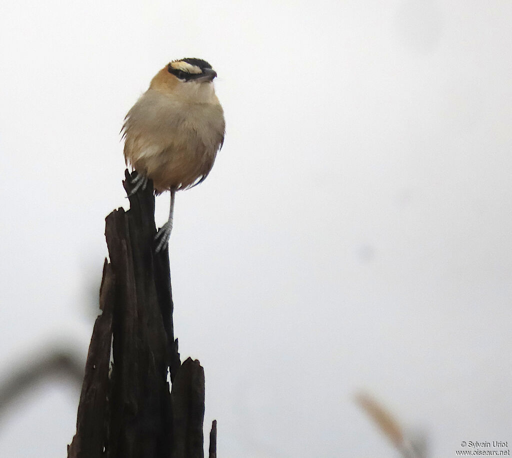 Black-crowned Tchagraadult