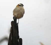 Black-crowned Tchagra