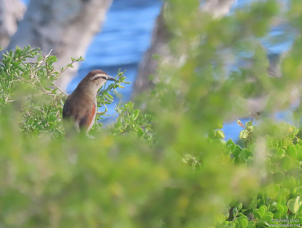 Southern Tchagraadult