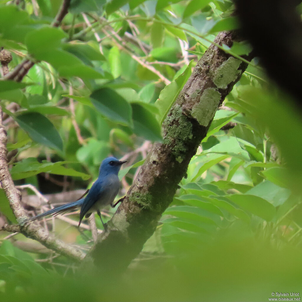 Tchitrec bleuadulte