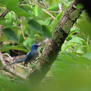 Tchitrec bleu