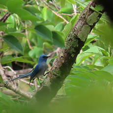 Tchitrec bleu
