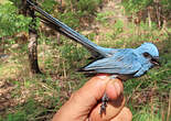 Tchitrec bleu