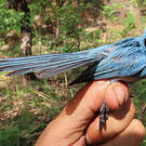 Tchitrec bleu