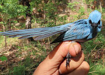 Tchitrec bleu