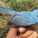 Tchitrec bleu