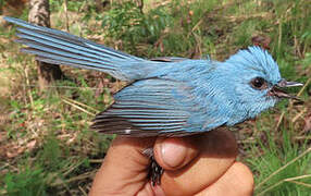 Tchitrec bleu