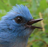 Tchitrec bleu