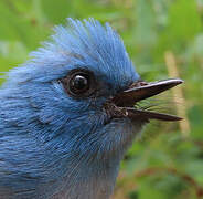 Tchitrec bleu