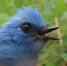 Tchitrec bleu