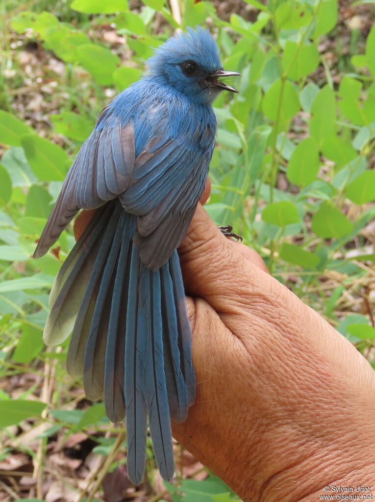 Tchitrec bleuadulte