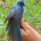 Tchitrec bleu