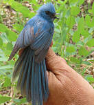 Tchitrec bleu