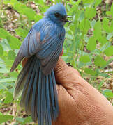 Tchitrec bleu