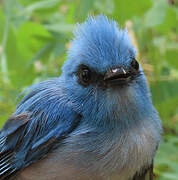Tchitrec bleu