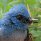Tchitrec bleu