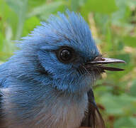 Tchitrec bleu