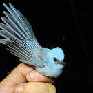 Tchitrec bleu