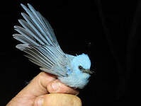 Tchitrec bleu