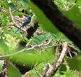 Tchitrec bleu