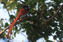 African Paradise Flycatcher