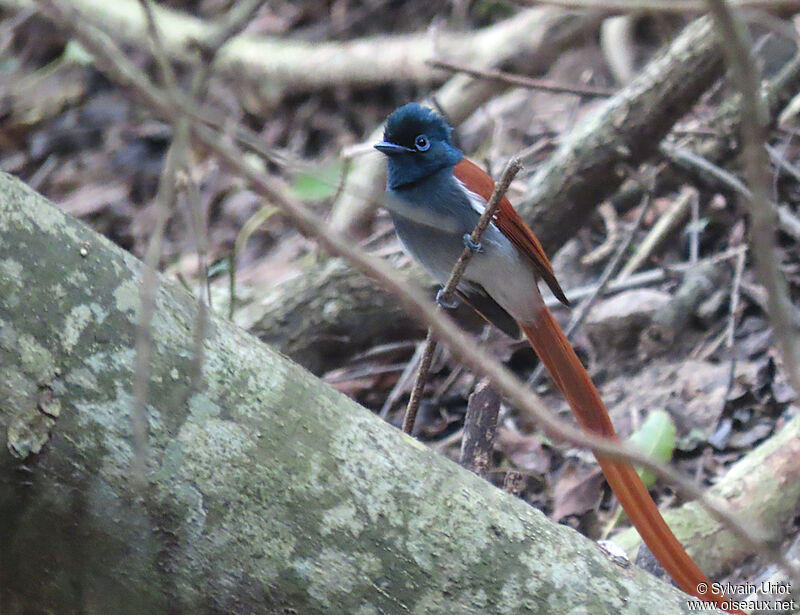 African Paradise Flycatcher male adult