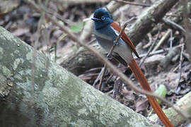 African Paradise Flycatcher