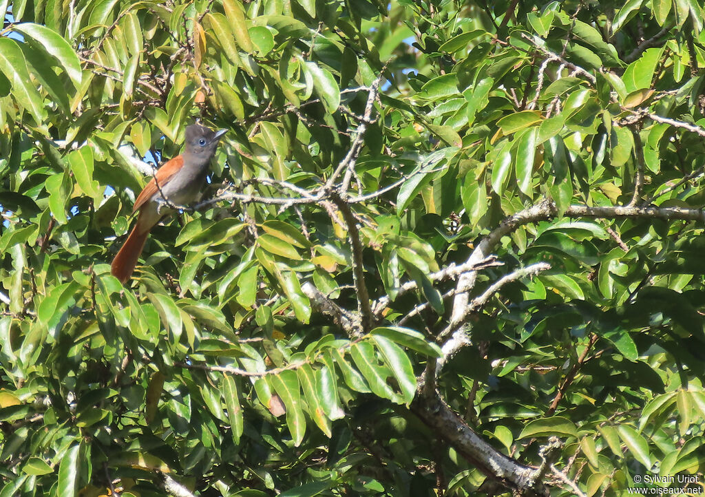 African Paradise Flycatcher female adult