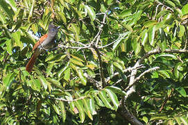 African Paradise Flycatcher