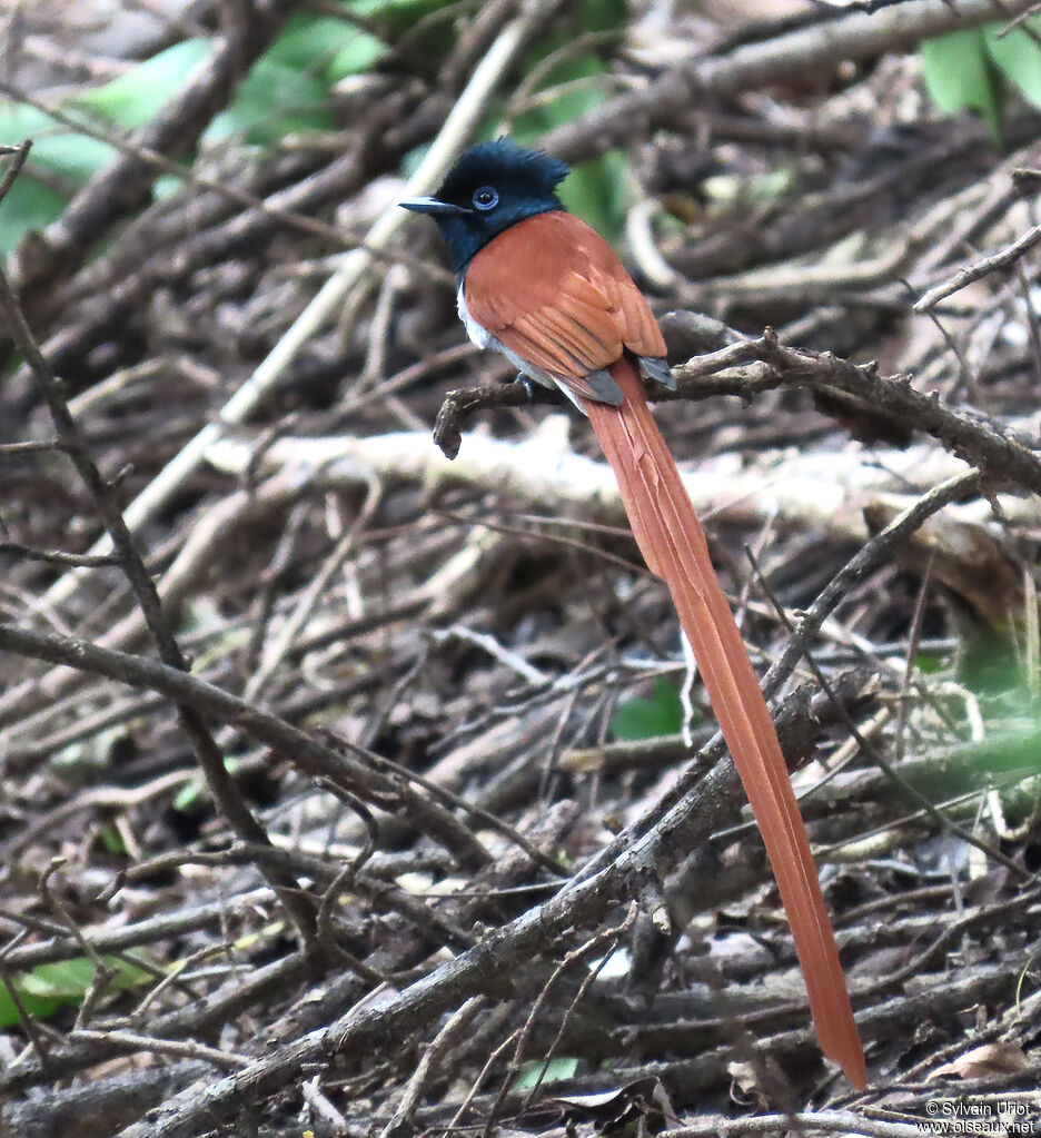 African Paradise Flycatcher male adult