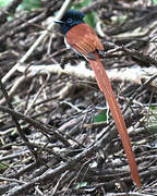 African Paradise Flycatcher