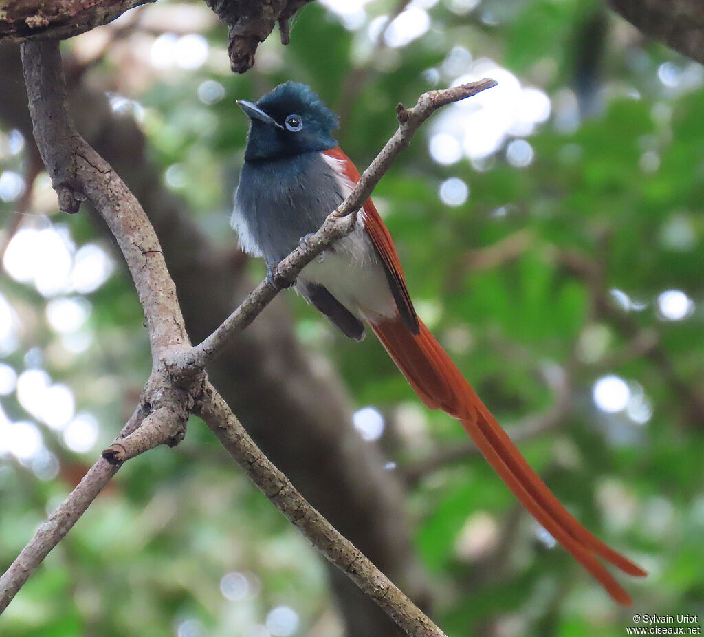 African Paradise Flycatcher male adult