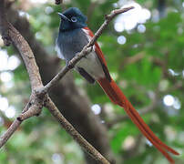 African Paradise Flycatcher