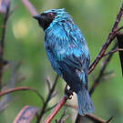 Tersine hirondelle