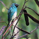 Tersine hirondelle