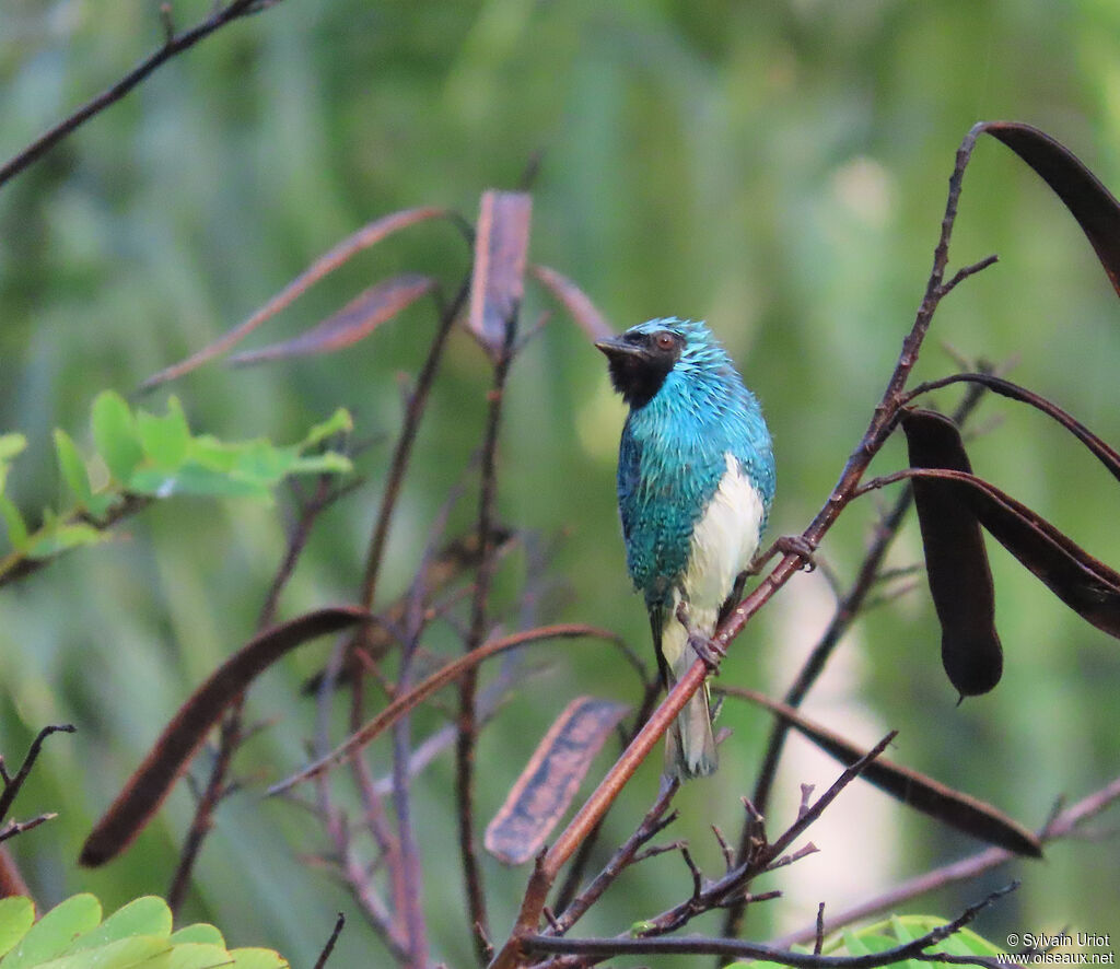 Tersine hirondelle mâle adulte