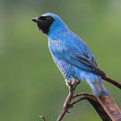 Tersine hirondelle