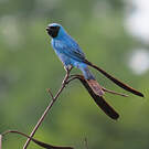 Tersine hirondelle