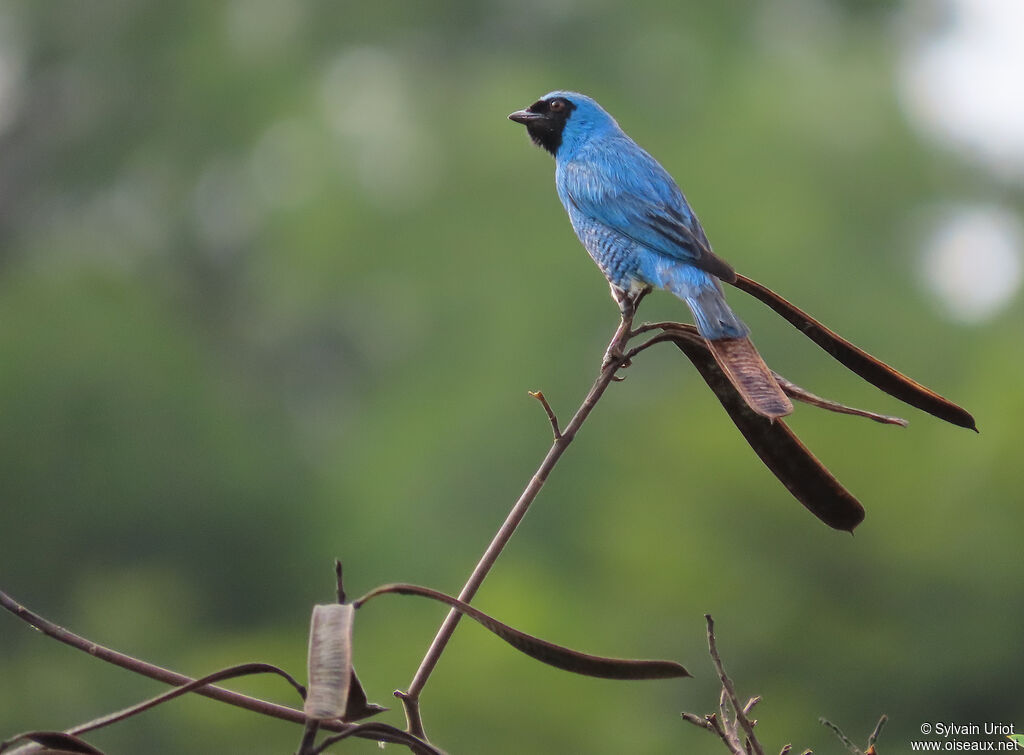 Tersine hirondelle mâle adulte