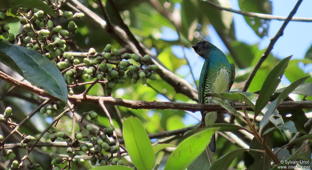 Swallow Tanager male subadult