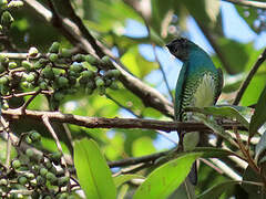 Tersine hirondelle