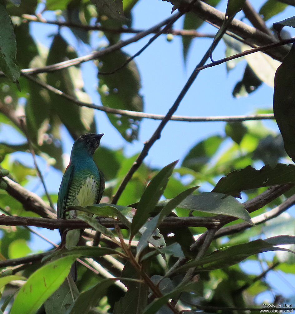 Tersine hirondelle mâle subadulte